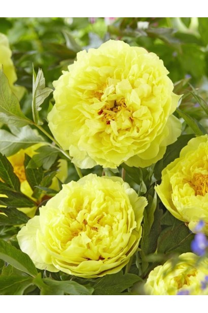 Paeonia Bartzella весной